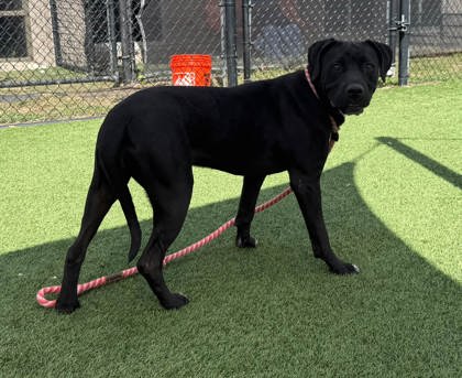 WREN - Boxer / Mix available for adoption