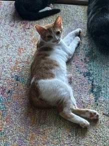NUGGET - Domestic Shorthair / Mix available for adoption