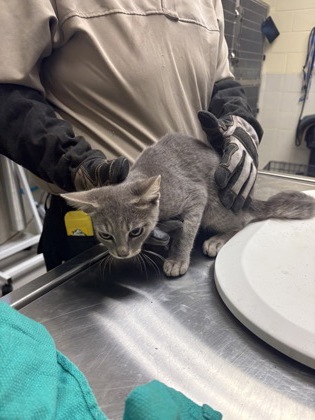 HISSTON CHURCHILL - Domestic Shorthair / Mix available for adoption