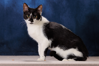 JACKIE - Domestic Shorthair / Mix available for adoption