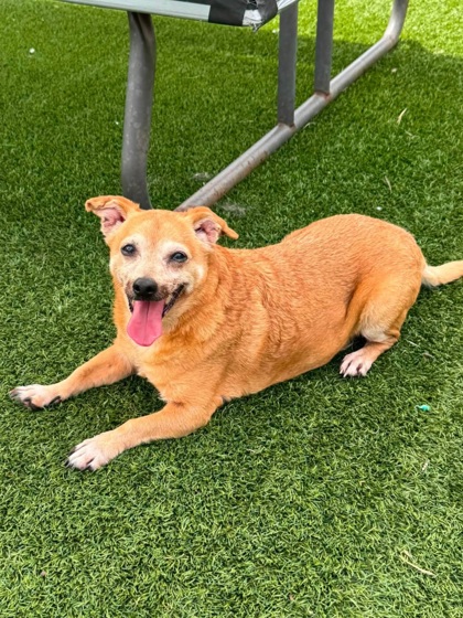 THOR'S HAMMER - Short Coat Chihuahua / Mix available for adoption
