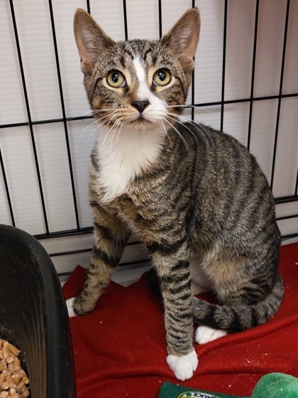 CALVIN - Domestic Shorthair / Mix available for adoption