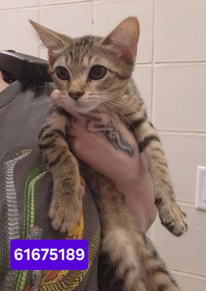NANCY DREW - Domestic Shorthair / Mix available for adoption
