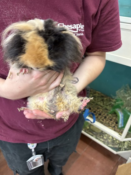 MARIO - Guinea Pig / Guinea Pig available for adoption