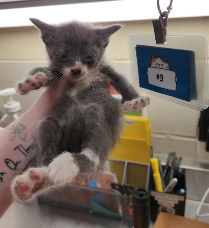 ASH - Domestic Shorthair / Mix available for adoption