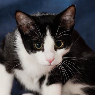 OSMO - Domestic Shorthair / Mix available for adoption