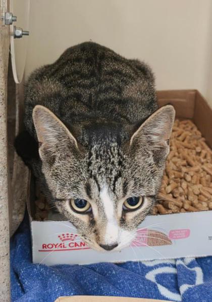 CALVIN - Domestic Shorthair / Mix available for adoption