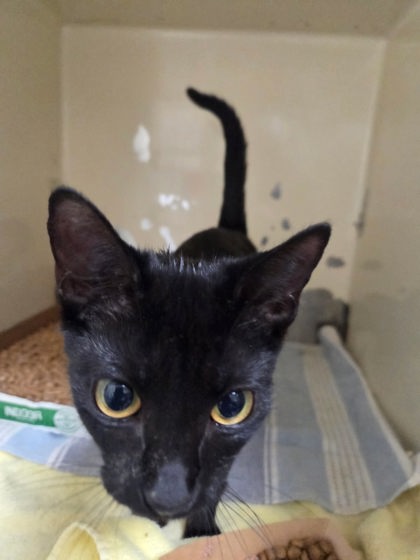 KATE - Domestic Shorthair / Mix available for adoption