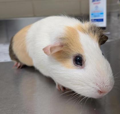 CARAMEL MACHIATO - Guinea Pig available for adoption