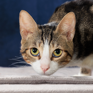MARTIN - Domestic Shorthair / Mix available for adoption