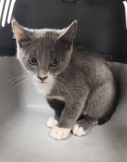 DOUBLE MINT - Domestic Shorthair / Mix available for adoption