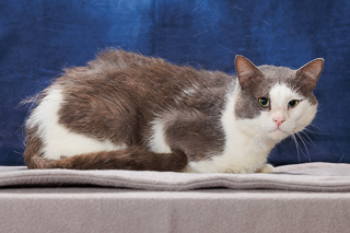 WALLY WHISKERS - Domestic Shorthair for adoption in Chesapeake