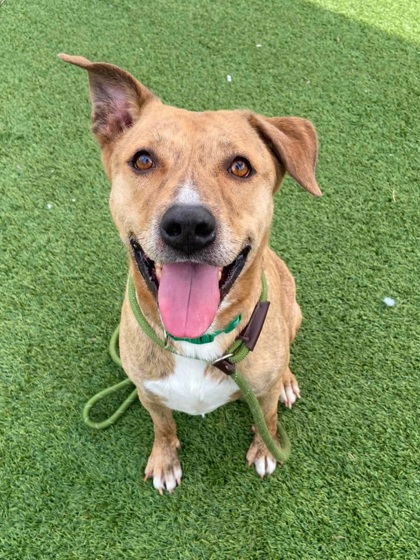 BEAR - Mixed Breed, Large (over 44 lbs fully grown) / Mix available for adoption