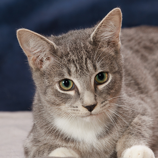 STEWART - Domestic Shorthair / Mix available for adoption