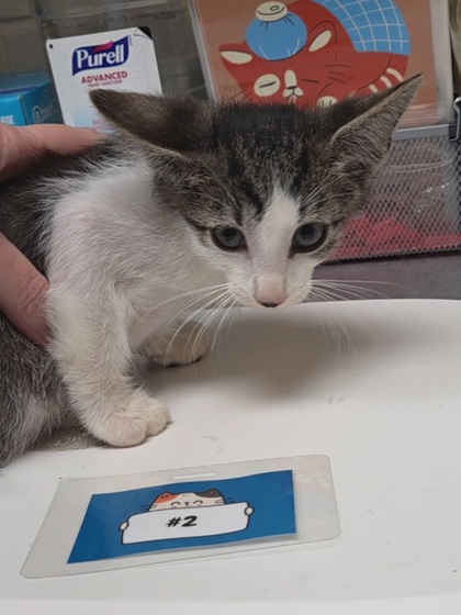 RAJ - Domestic Shorthair / Mix available for adoption