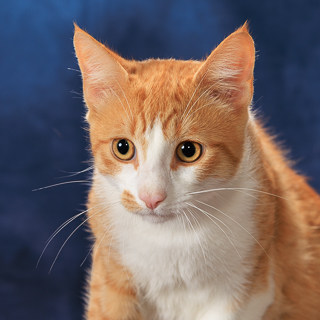 POSSUM PANTS - Domestic Shorthair / Mix available for adoption