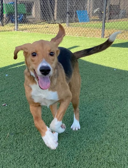 CALAMITY - Hound / Mix available for adoption