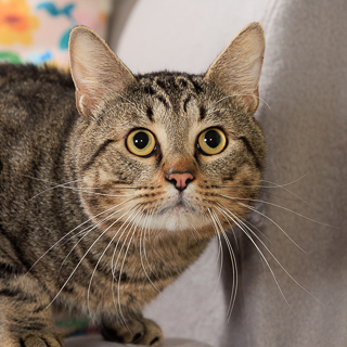 KEVIN STEVEN FITZGERALD III - Domestic Shorthair / Mix available for adoption