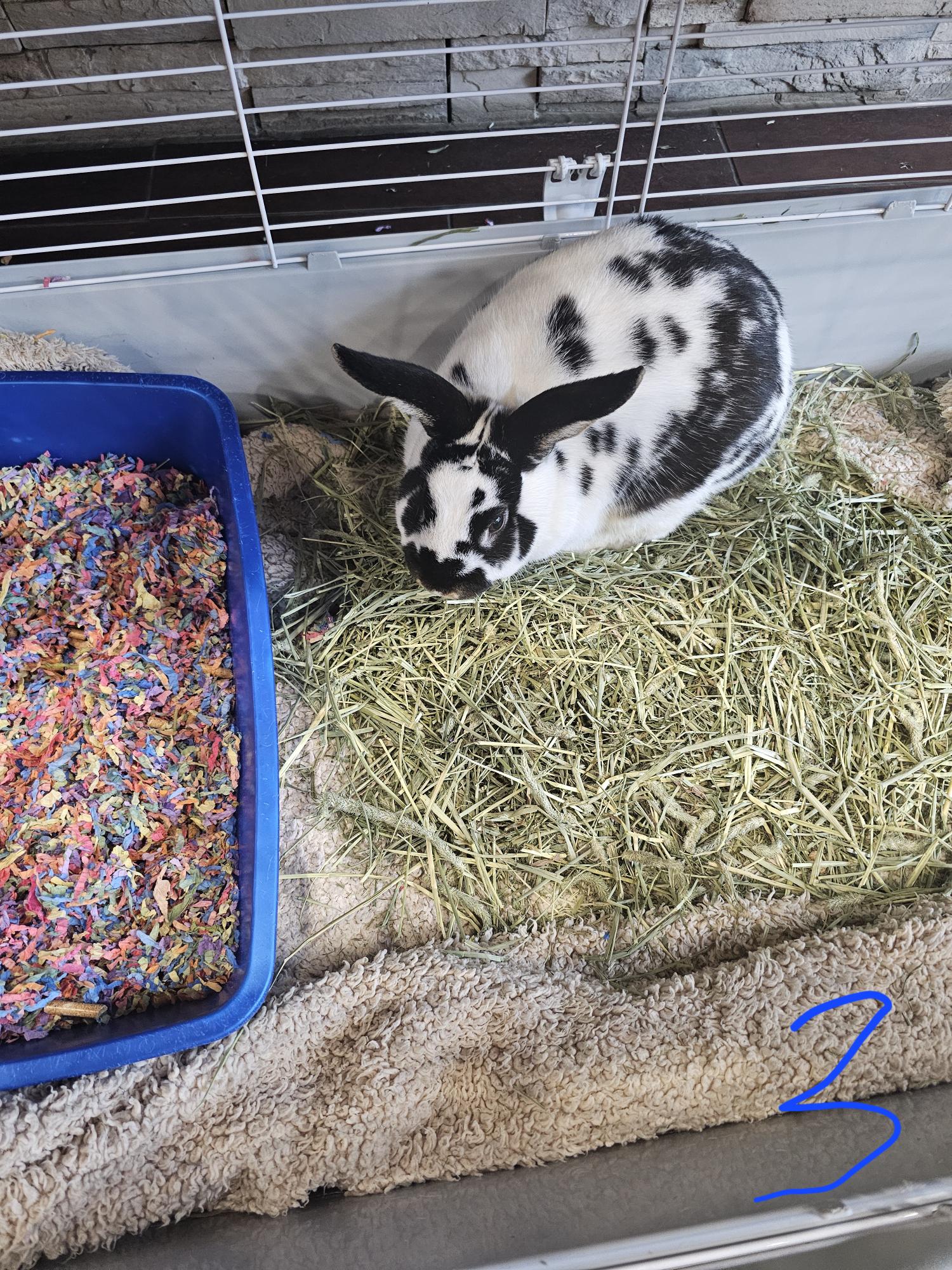 CAPTAIN HOOK - American available for adoption