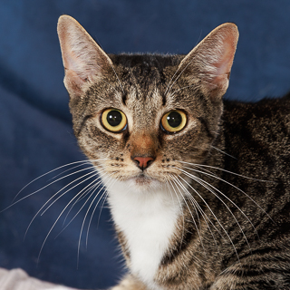 FERN - Domestic Shorthair / Mix available for adoption