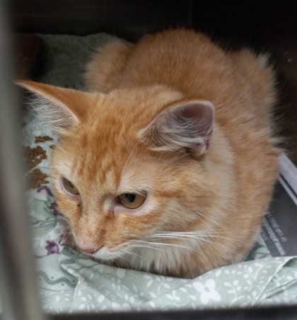 APPLE CIDER VINEGAR - Domestic Medium Hair / Mix available for adoption