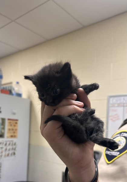 SOKKA - Domestic Shorthair / Mix for adoption in Chesapeake