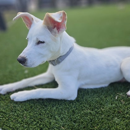 BEAN - Mixed Breed, Medium (up to 44 lbs fully grown) / Mix available for adoption