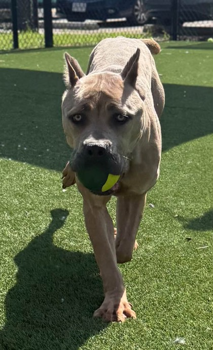 CINDER - Cane Corso / Mix available for adoption