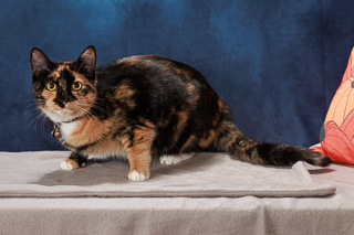CALLIE - Domestic Shorthair / Mix available for adoption