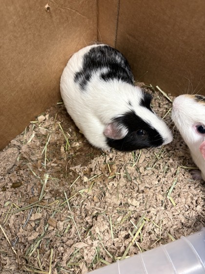 LUIGI - Guinea Pig / Guinea Pig available for adoption