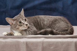 STEWART - Domestic Shorthair / Mix available for adoption