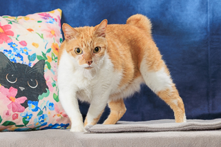 SOSHA - Domestic Shorthair / Mix for adoption in Chesapeake