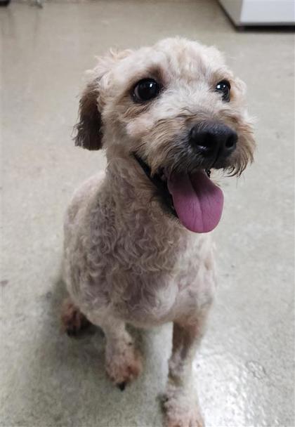BILLY - Miniature Poodle / Mix available for adoption