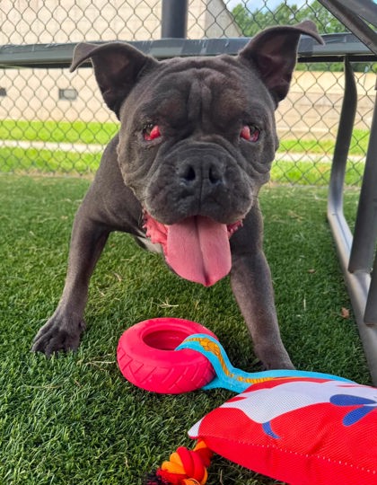 ENCHIRITO WITH OLIVES - Bulldog / Mix for adoption in Chesapeake