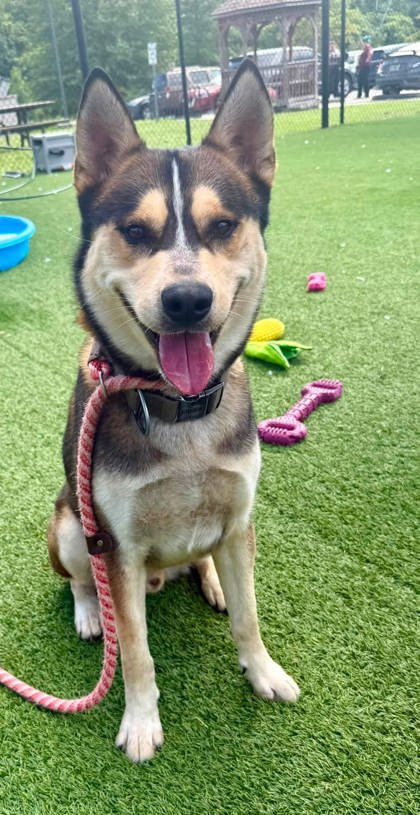 FALAFEL - Siberian Husky / Mix available for adoption