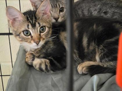 BABY - Domestic Medium Hair / Mix available for adoption