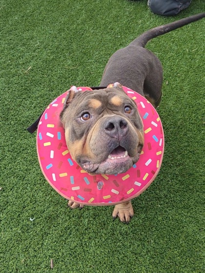 BIG MAC - Bully American  - Standard / Mix available for adoption