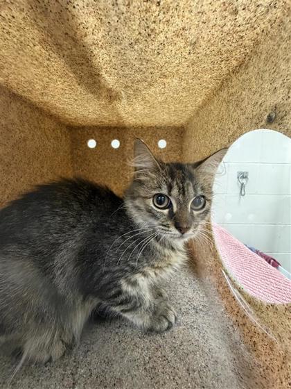OVERALLS - Domestic Shorthair / Mix available for adoption