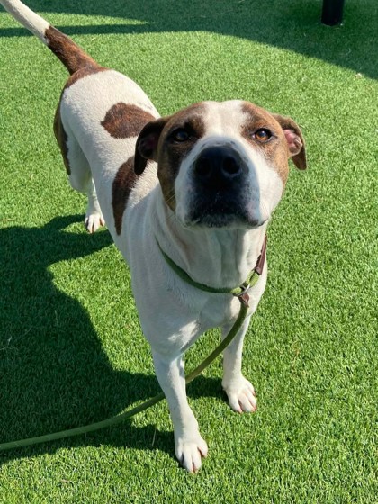 BUDDY - American Pit Bull Terrier / Mix for adoption in Chesapeake