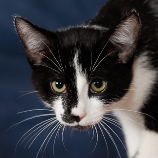 DRIX - Domestic Shorthair / Mix available for adoption