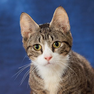 MARYBETH - Domestic Shorthair / Mix available for adoption