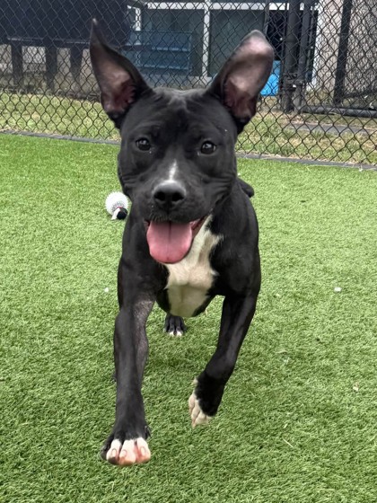 FIONA - Pit Bull Terrier / Mix available for adoption