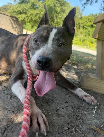 MIMI - American Pit Bull Terrier / Mix available for adoption