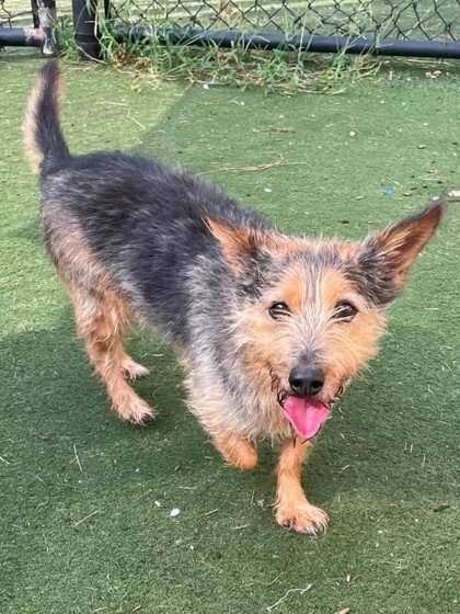 ALEX - Mixed Breed, Small (under 24 lbs fully grown) / Mix available for adoption