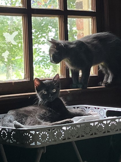 ANJOU - Domestic Shorthair / Mix for adoption in Chesapeake