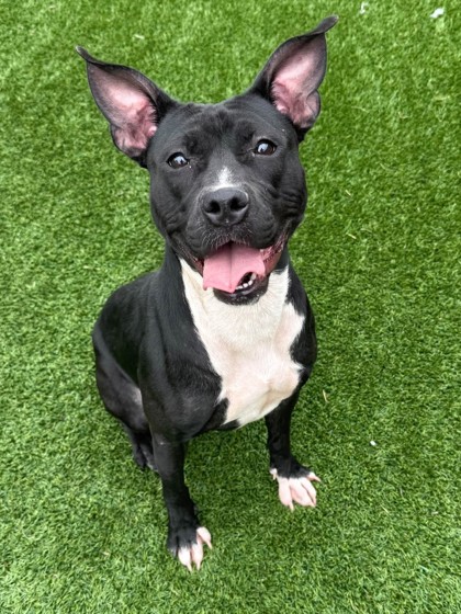 FIONA - Pit Bull Terrier / Mix available for adoption