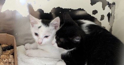 YZMA - Domestic Shorthair / Mix for adoption in Chesapeake