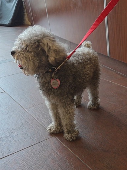 NOT A CARE BEAR - Miniature Poodle / Miniature Schnauzer available for adoption