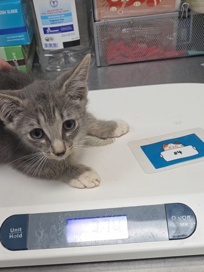 STEWART - Domestic Shorthair / Mix available for adoption