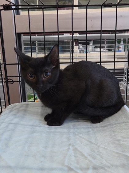 WALKIN' AFTER MIDNIGHT - Domestic Shorthair / Mix available for adoption